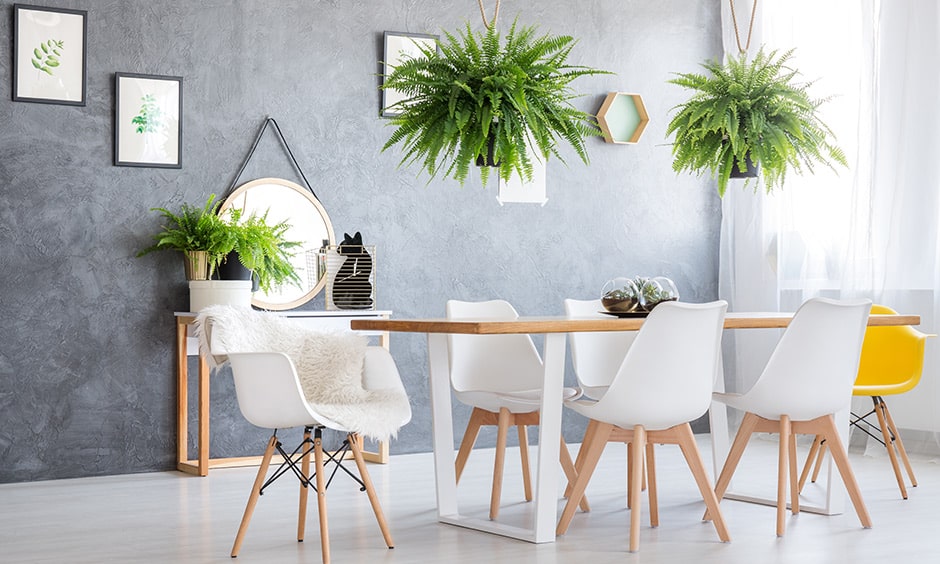 Indoor hanging plants for dining room, these are the newest trend and the idea for indoor hanging plants