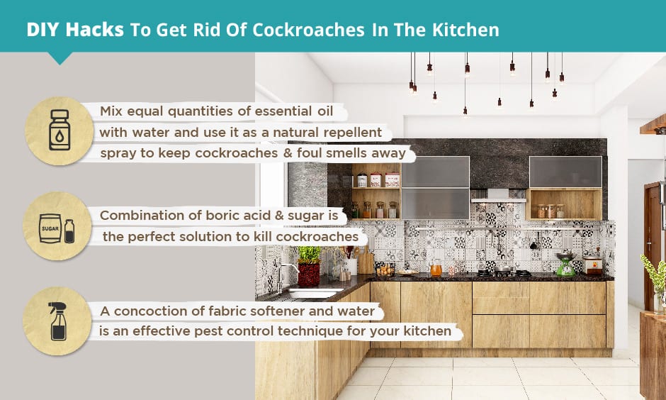 DIY hacks to get rid of cockroaches in your kitchen