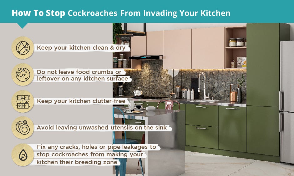 Keep your kitchen clean and dry to stop cockroaches