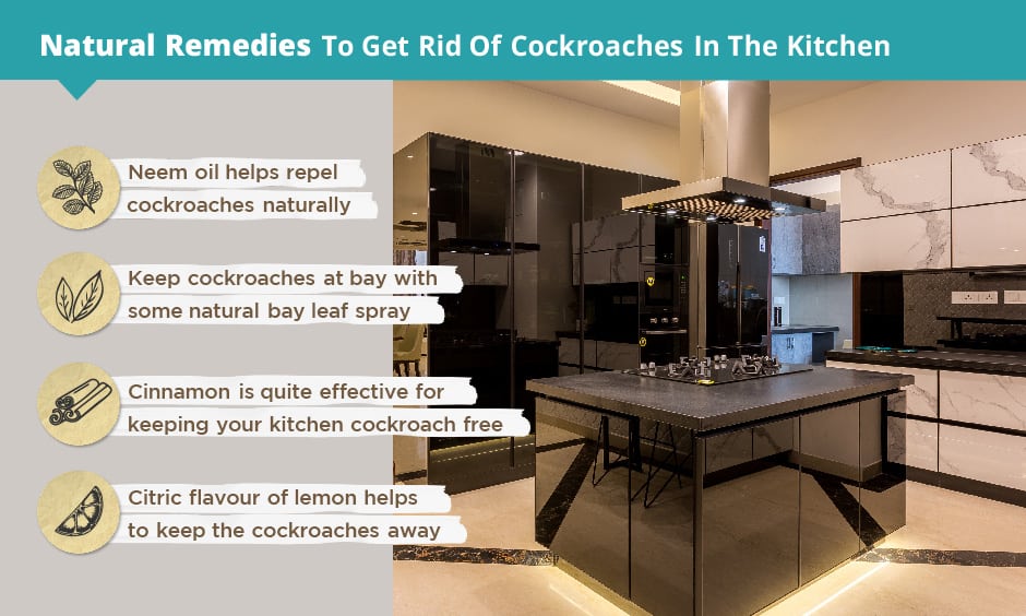 Natural remedies to get rid of cockroaches in the kitchen